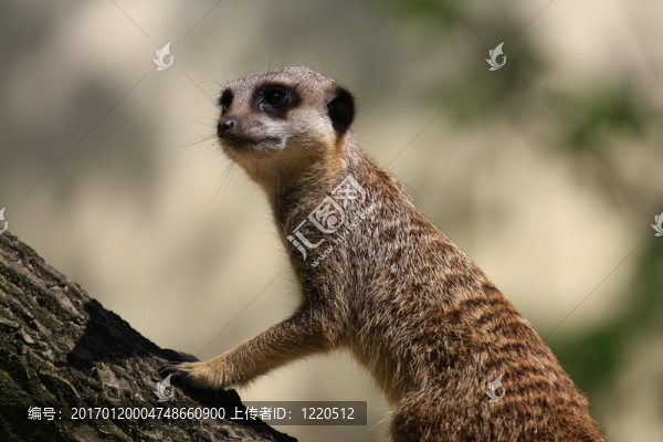 meercat