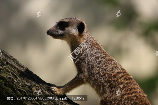 meercat
