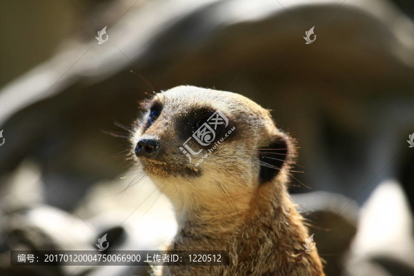 meercat