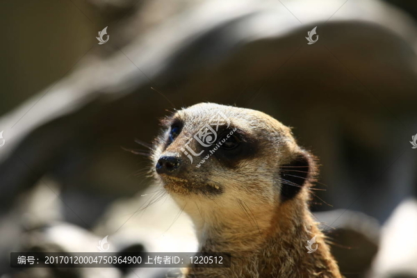 meercat