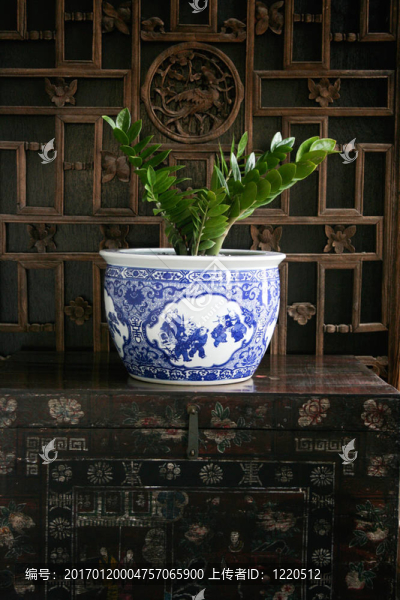 植物