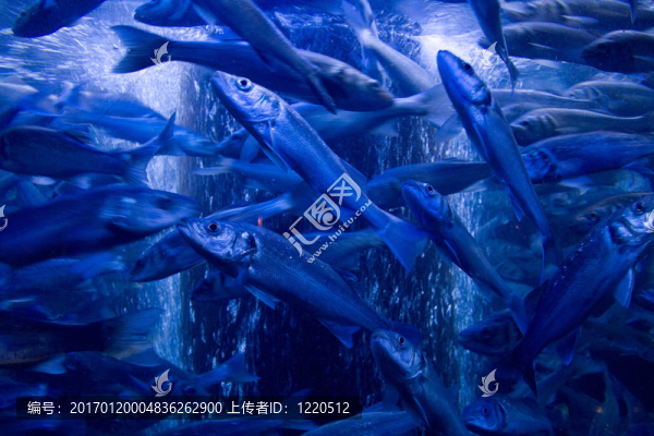 沙丁油魚-匯圖網(wǎng) www.fosd68.com 沙丁油魚