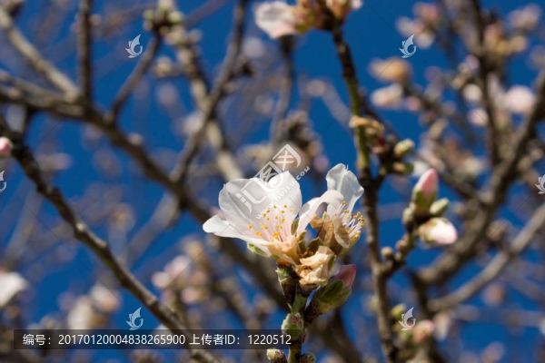 杏仁花