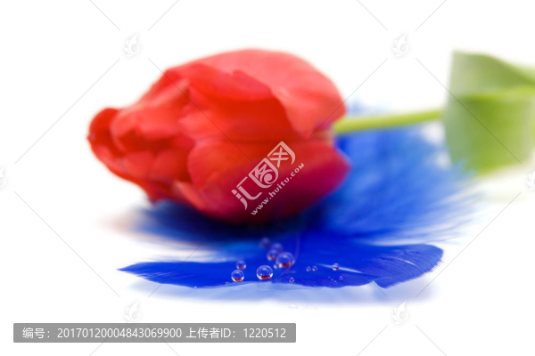 紅色郁金香隔離在WH
