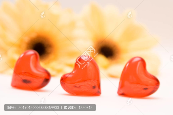 黃色的非洲菊離體啊