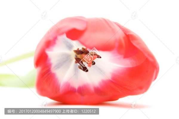 紅色郁金香隔離在WHI