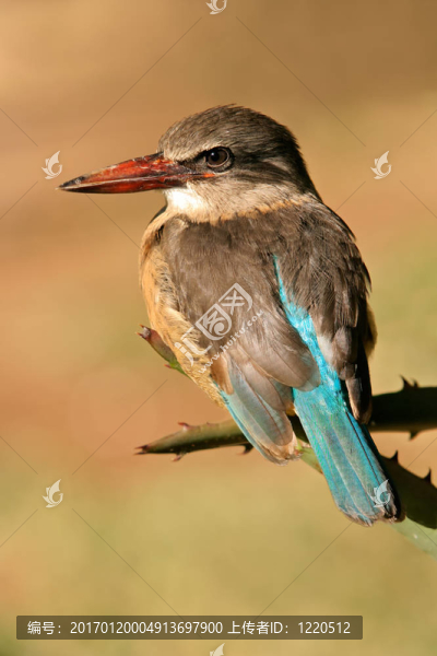 褐色蒙面金菲舍