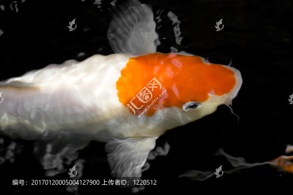 錦鯉