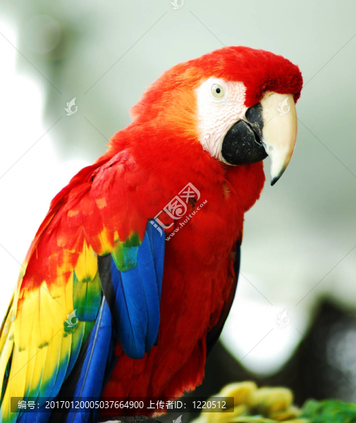 金紅色的金剛鸚鵡鳥