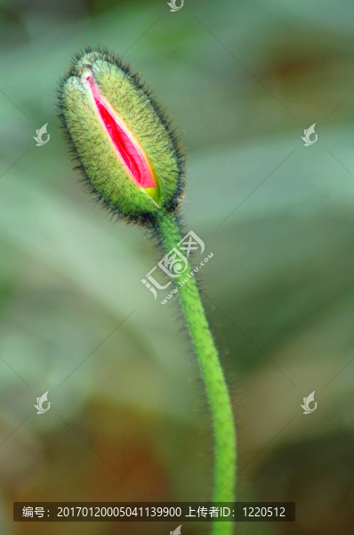 加利福尼亞紅罌粟花蕾-匯圖網(wǎng) www.fosd68.com 加利福尼亞紅罌粟花蕾