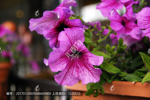 粉色牽牛牽牛花