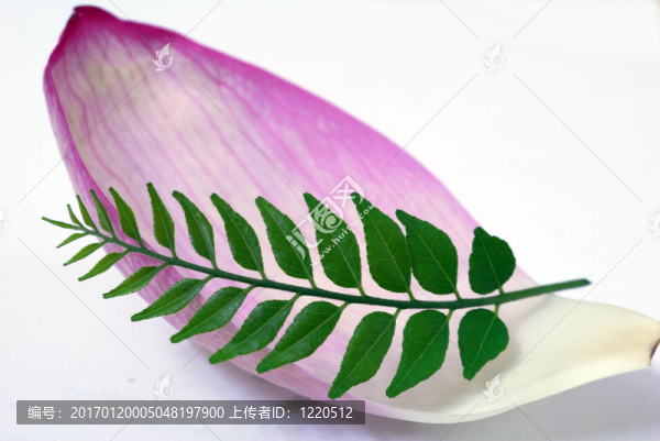 粉紅蓮花花瓣和Green,CUrry,Leaf