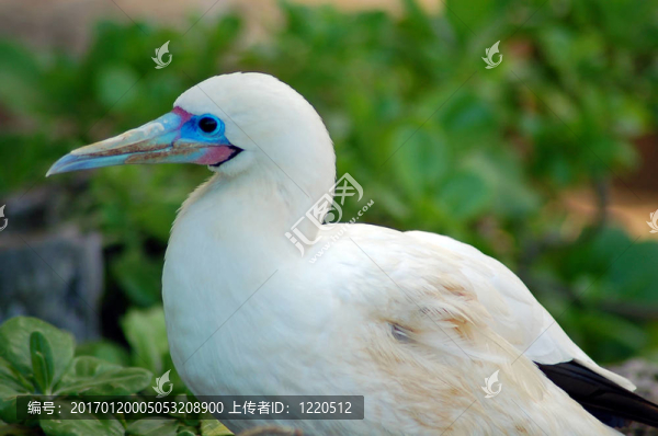 鷺鷥鳥特寫