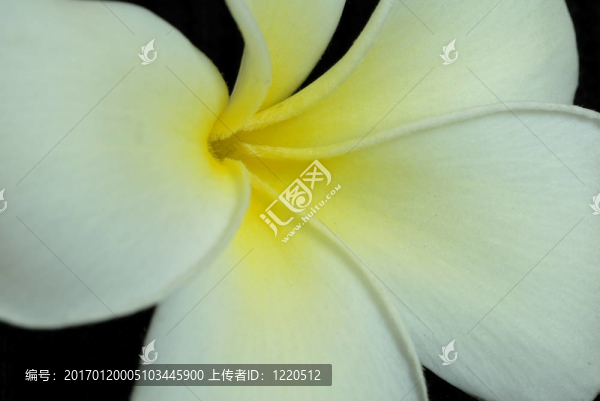 素馨花