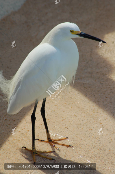 鷺鷥鳥特寫