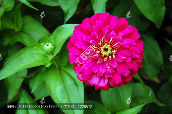 粉紅色的金盞花