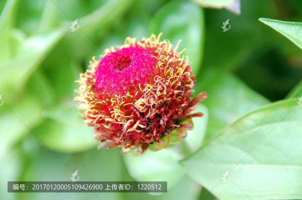 粉紅色的金盞花花蕾