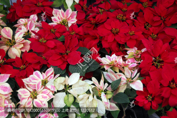 圣誕節(jié)一品紅的花