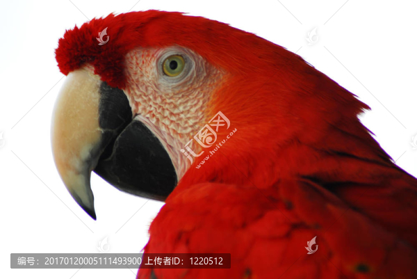 金紅色的金剛鸚鵡鳥