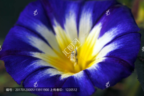 藍(lán)色的天空oxypetalatum花