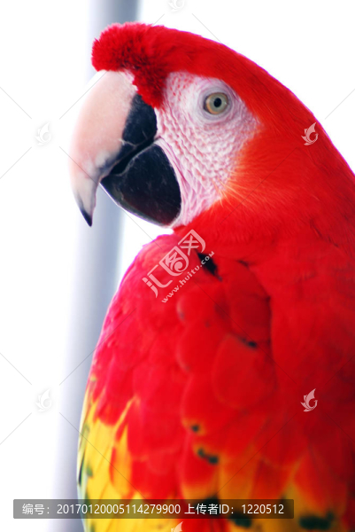 紅金剛鸚鵡鳥(niǎo)