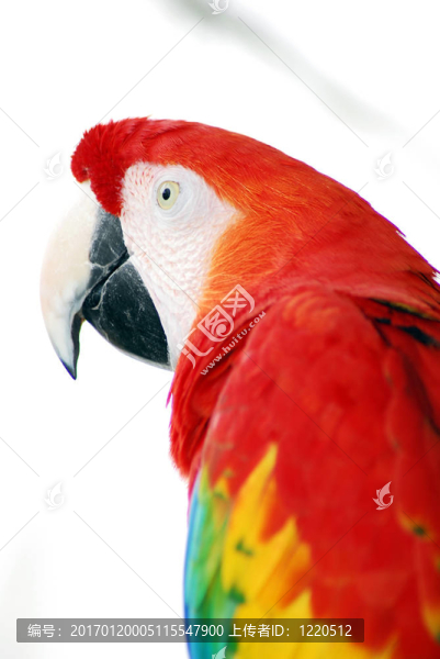 紅金剛鸚鵡鳥