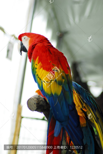紅金剛鸚鵡鳥