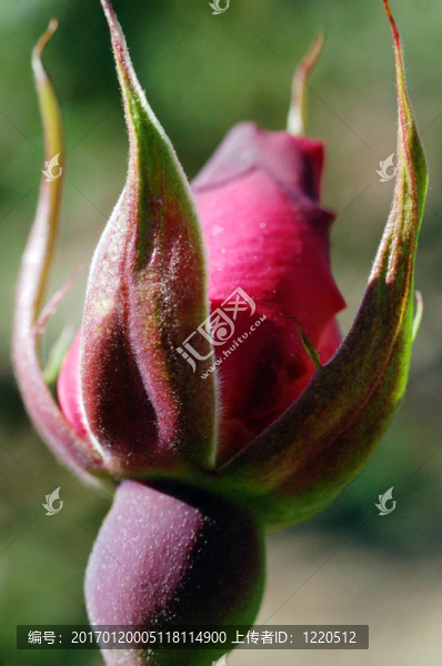 紅玫瑰花蕾
