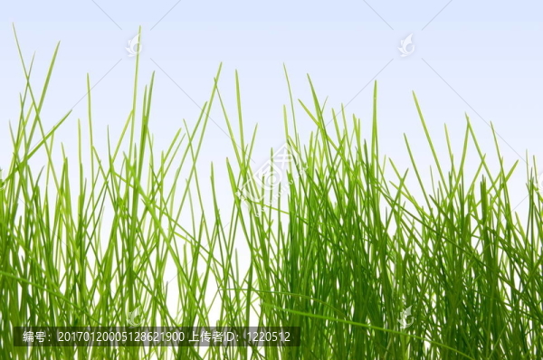 草