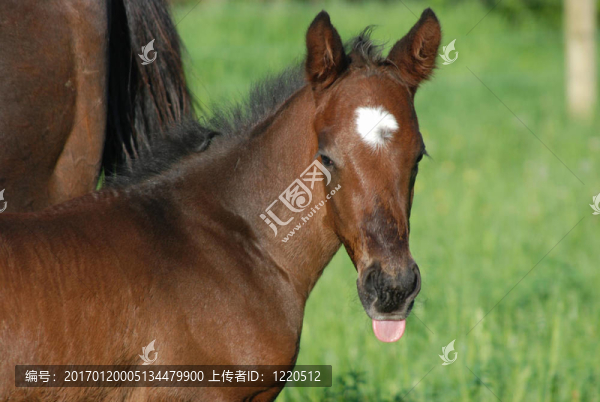 用舌頭的小馬駒