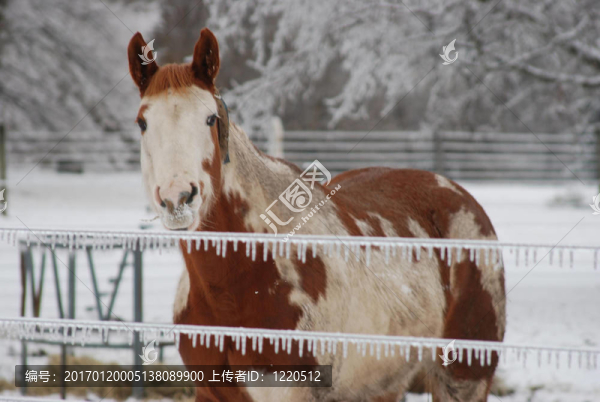 漆冬-匯圖網(wǎng) www.fosd68.com 漆冬