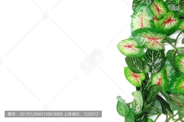 邊境的葉子