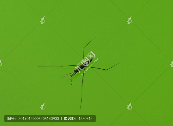 水黽的宏