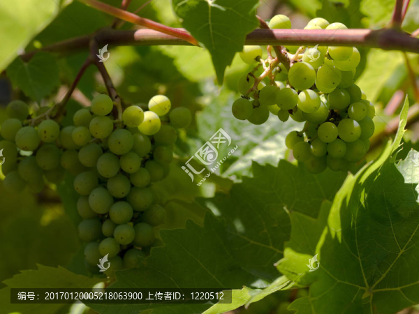 釀酒葡萄-匯圖網(wǎng) www.fosd68.com 釀酒葡萄