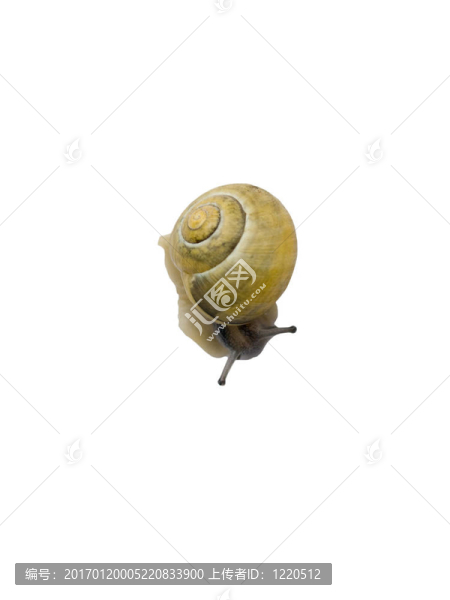 黃色的蝸牛