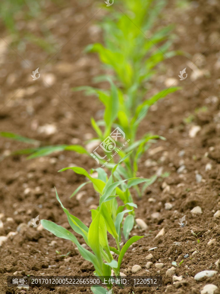年輕的玉米作物