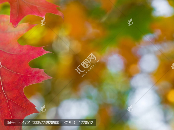 美麗的秋天的紅橡樹葉