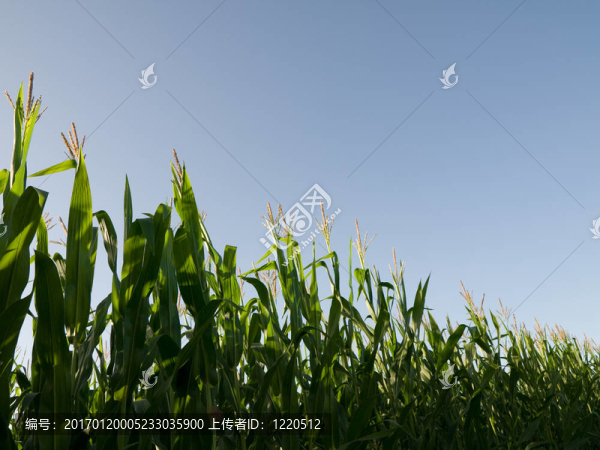 夏玉米田