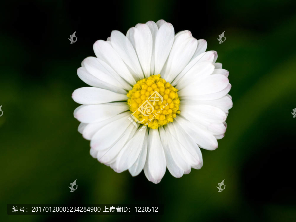 美麗的雛菊花