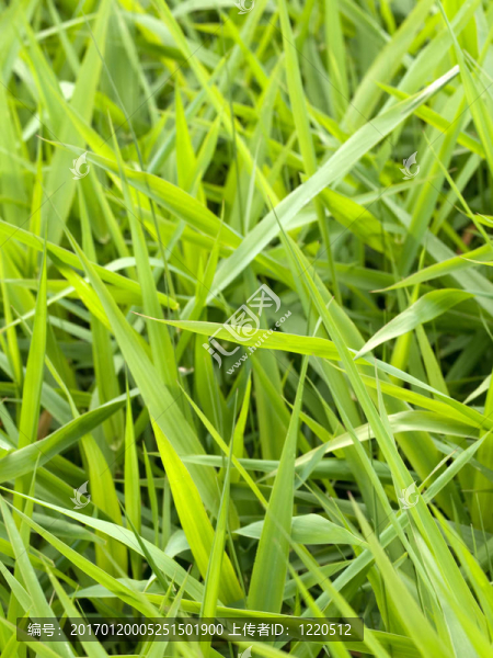 美麗的新鮮草背景-匯圖網(wǎng) www.fosd68.com 美麗的新鮮草背景