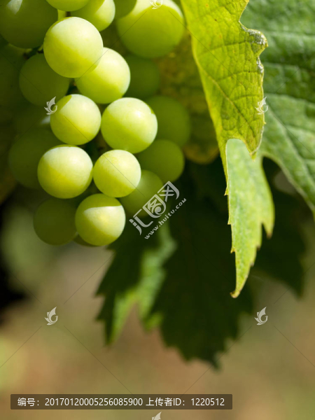 法國葡萄園葡萄