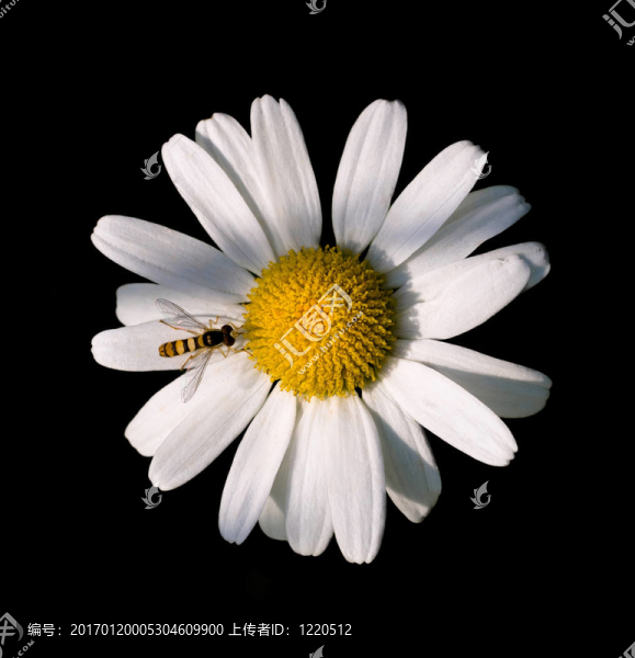 雛菊花