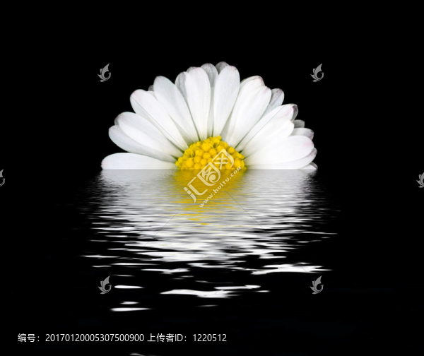 雛菊花的思考