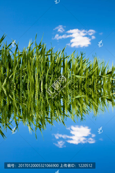 水波紋綠地麥田-匯圖網(wǎng) www.fosd68.com 水波紋綠地麥田