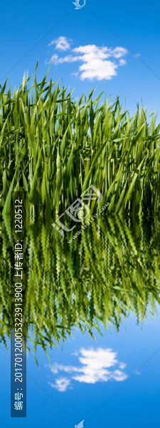 水波紋綠地麥田
