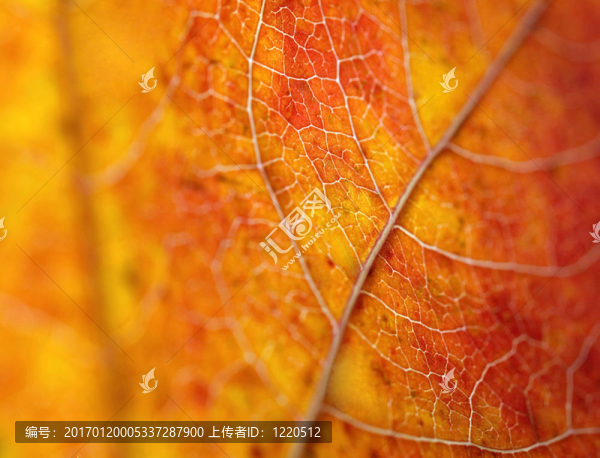 美麗的秋天葉宏