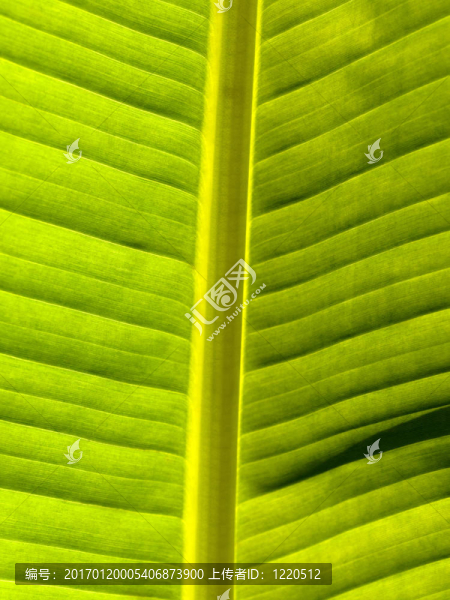 漂亮的香蕉葉