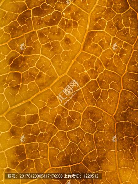 美麗的秋天的葉子-匯圖網(wǎng) www.fosd68.com 美麗的秋天的葉子