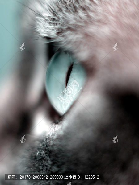 貓眼宏-匯圖網(wǎng) www.fosd68.com 貓眼宏