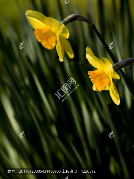 水仙花